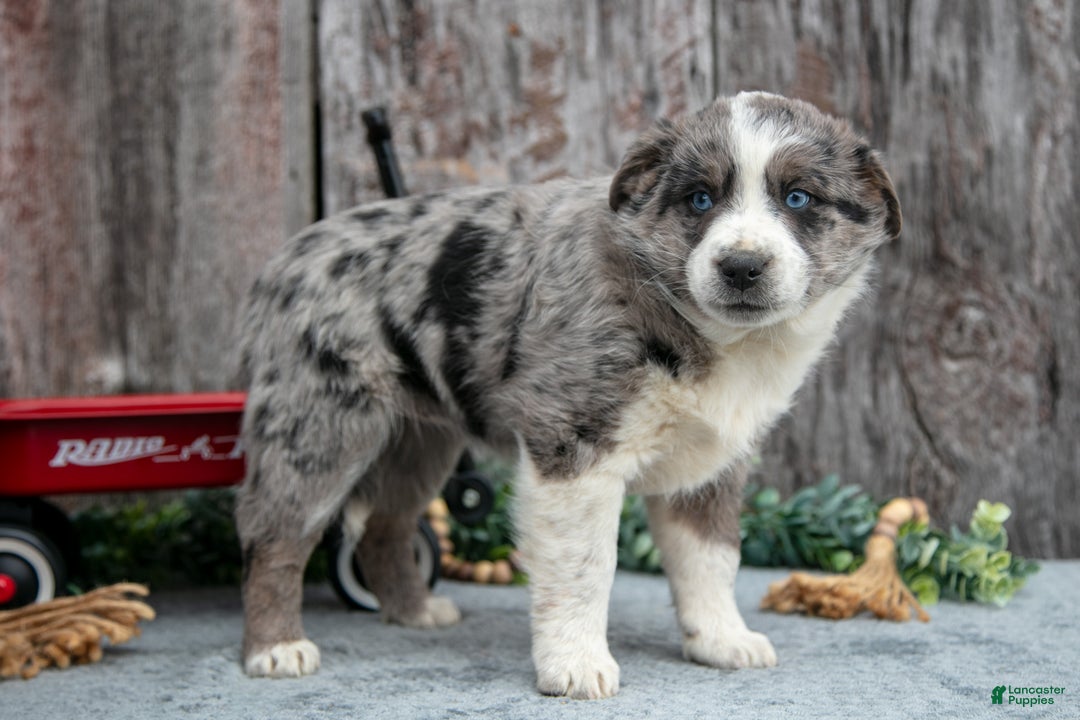 Mixed Breed dogs for sale: Laura - Ad 1