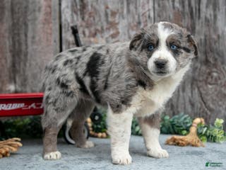 Mixed Breed dogs Laura - Ad 22