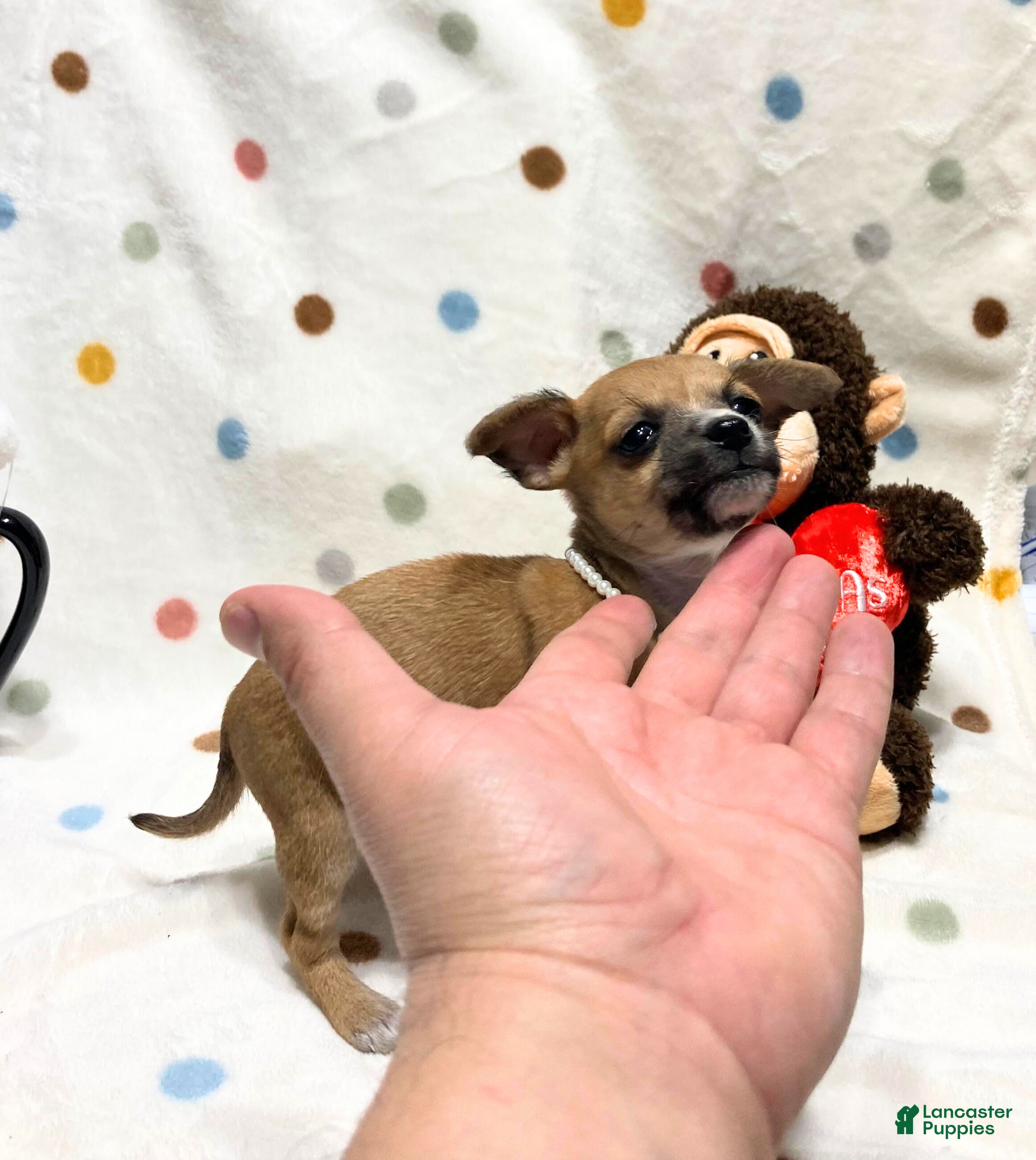 Chihuahua dogs Bambi - Ad 12