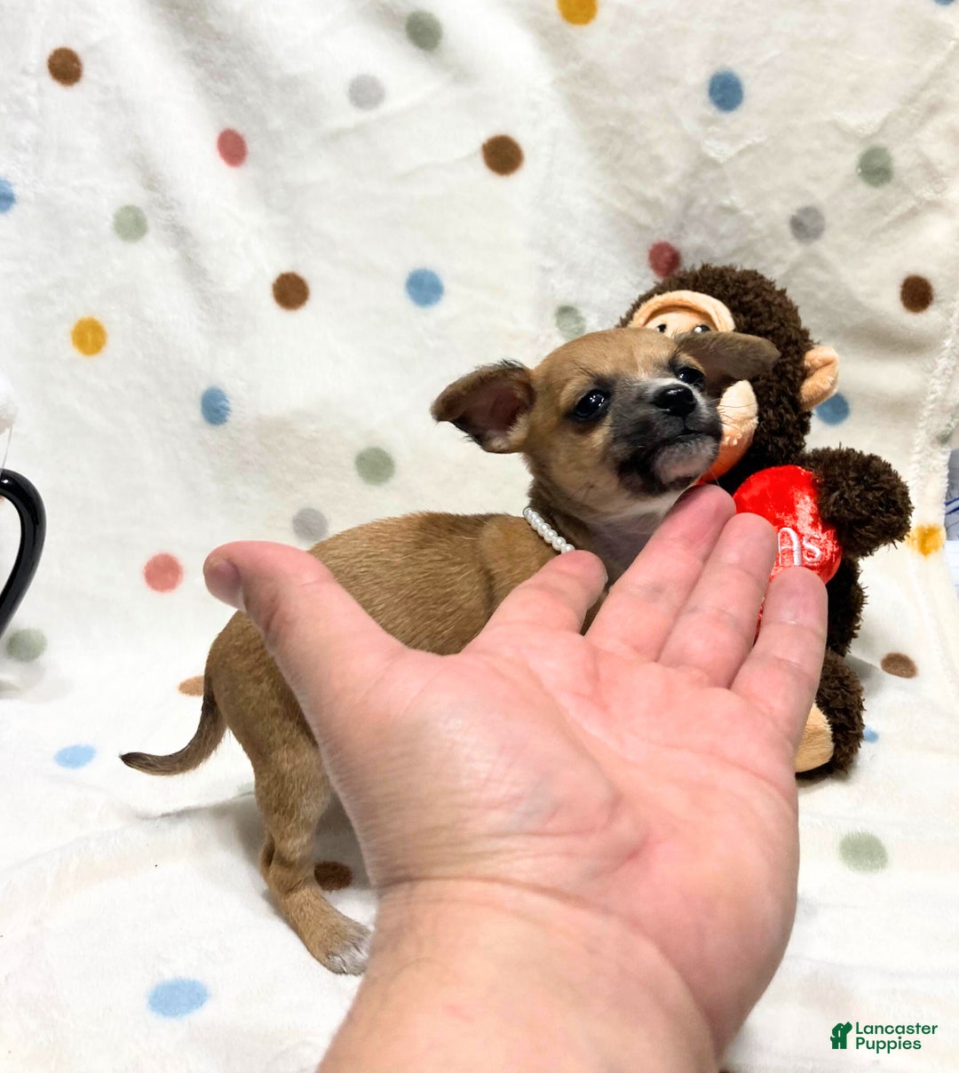 Chihuahua dogs for sale: Bambi - Ad 1