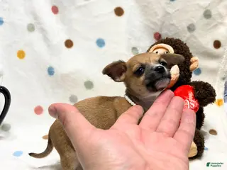 Chihuahua dogs Bambi - Ad 11