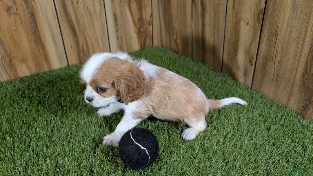 Cavalier King Charles Spaniel dogs for sale: Cavalier King Charles Spaniel Puppy 1 - Ad 3