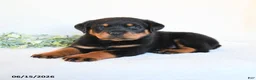 Rottweiler dogs for sale: Rhea - Ad 3