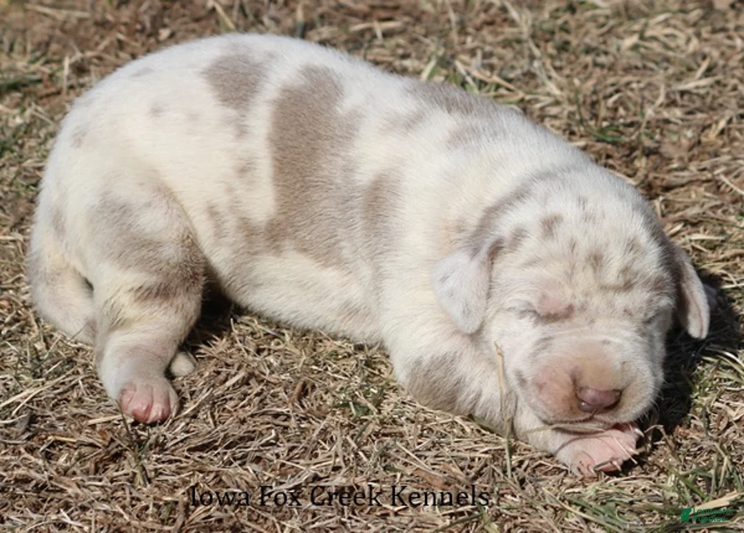 Great Dane dogs for sale: Hercules - Ad 4