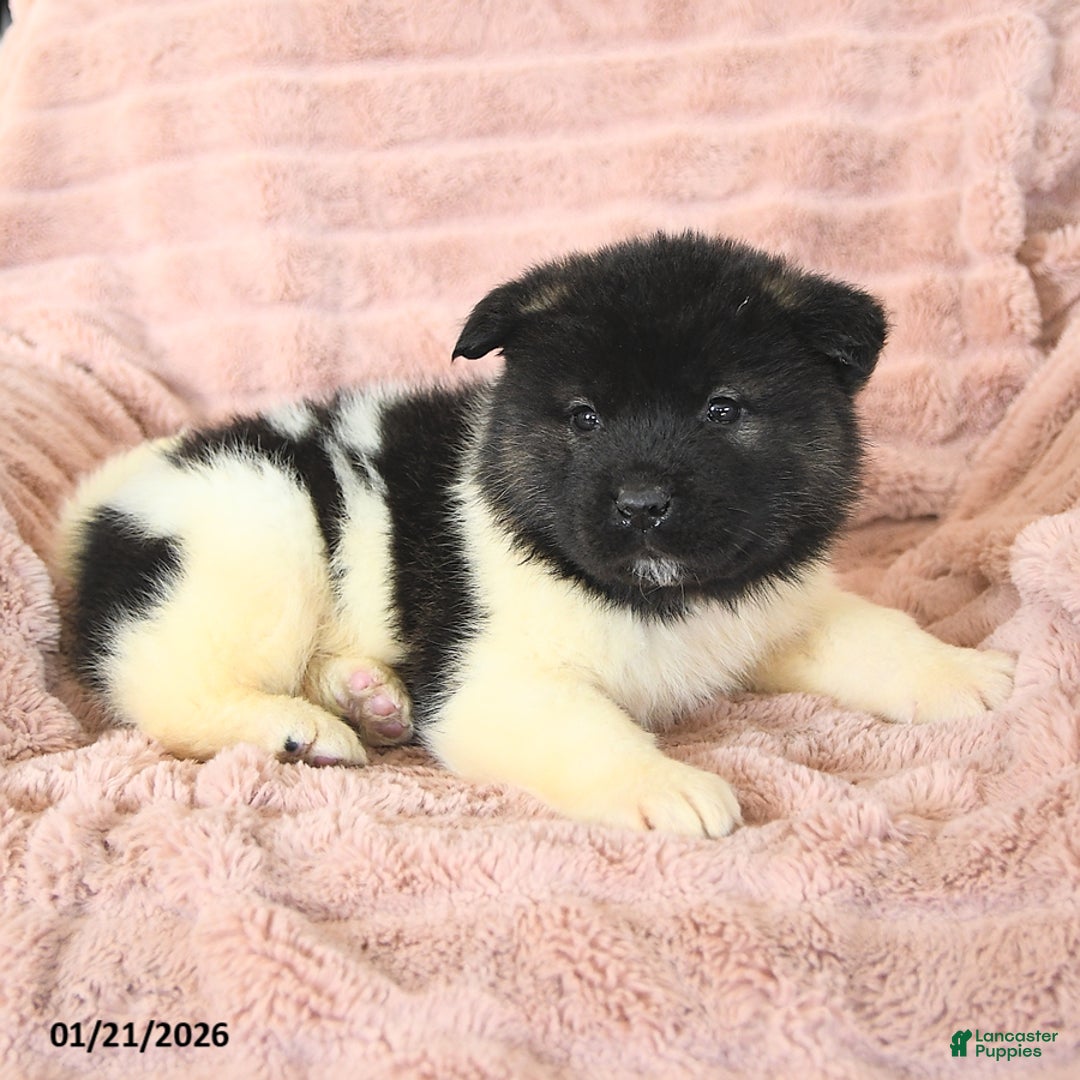 Akita dogs for sale: Falcon - Ad 4