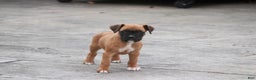 Boxer dogs for sale: Ruby - Ad 4