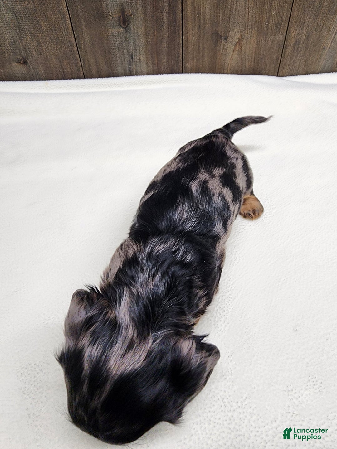 Miniature Dachshund dogs for sale: Miniature Dachshund Puppy 2 - Ad 7