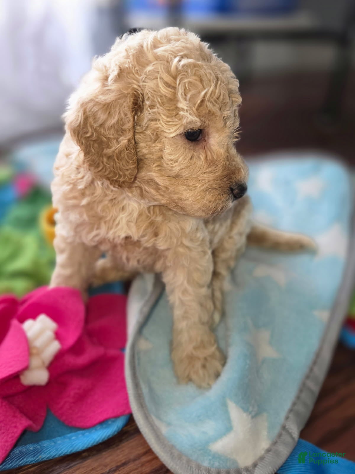 Goldendoodle dogs Mini Goldendoodle Female - Ad 2