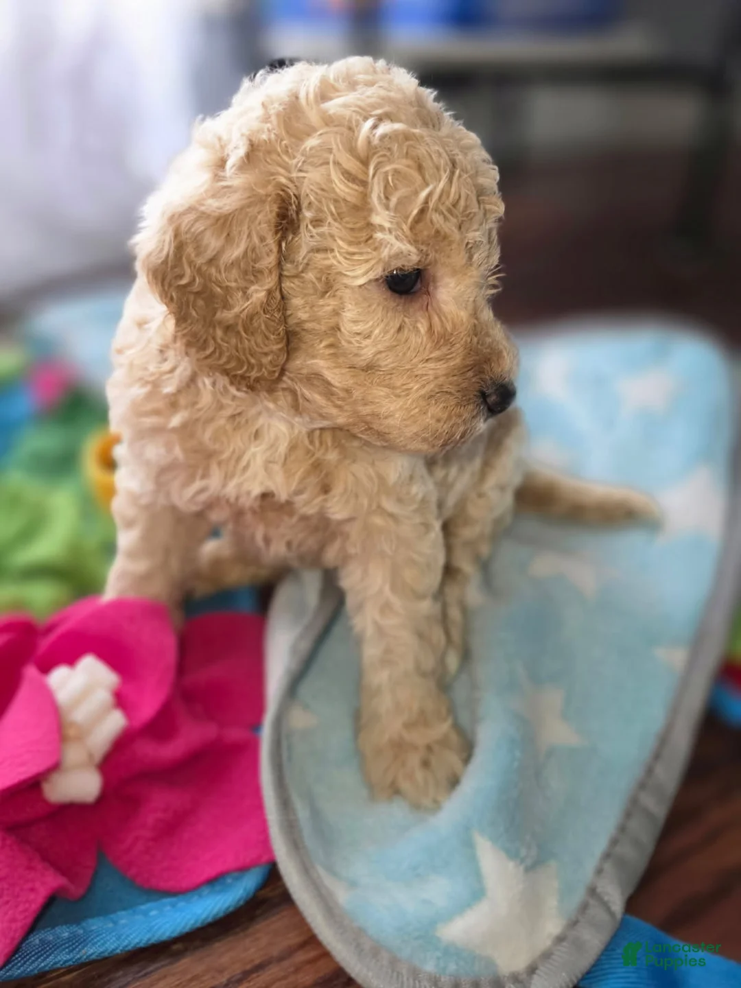 Goldendoodle dogs for sale: Mini Goldendoodle Female - Ad 2