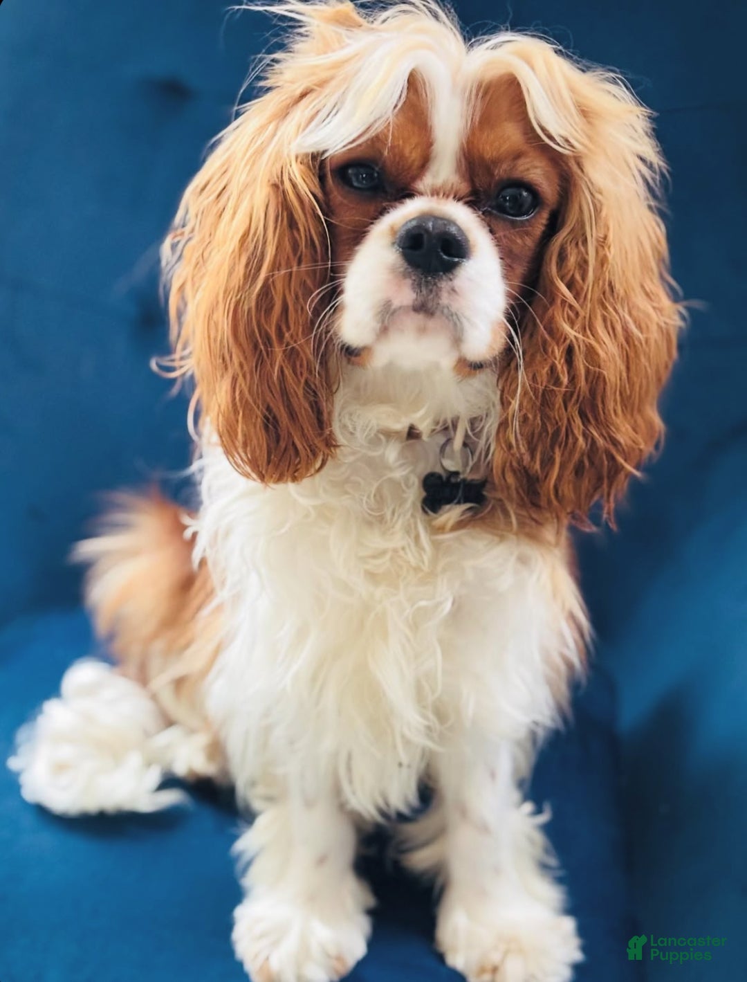 Cavalier King Charles Spaniel dogs for sale: Baxter - Ad 4