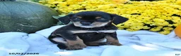 Mixed Breed dogs for sale: Chip - Ad 3