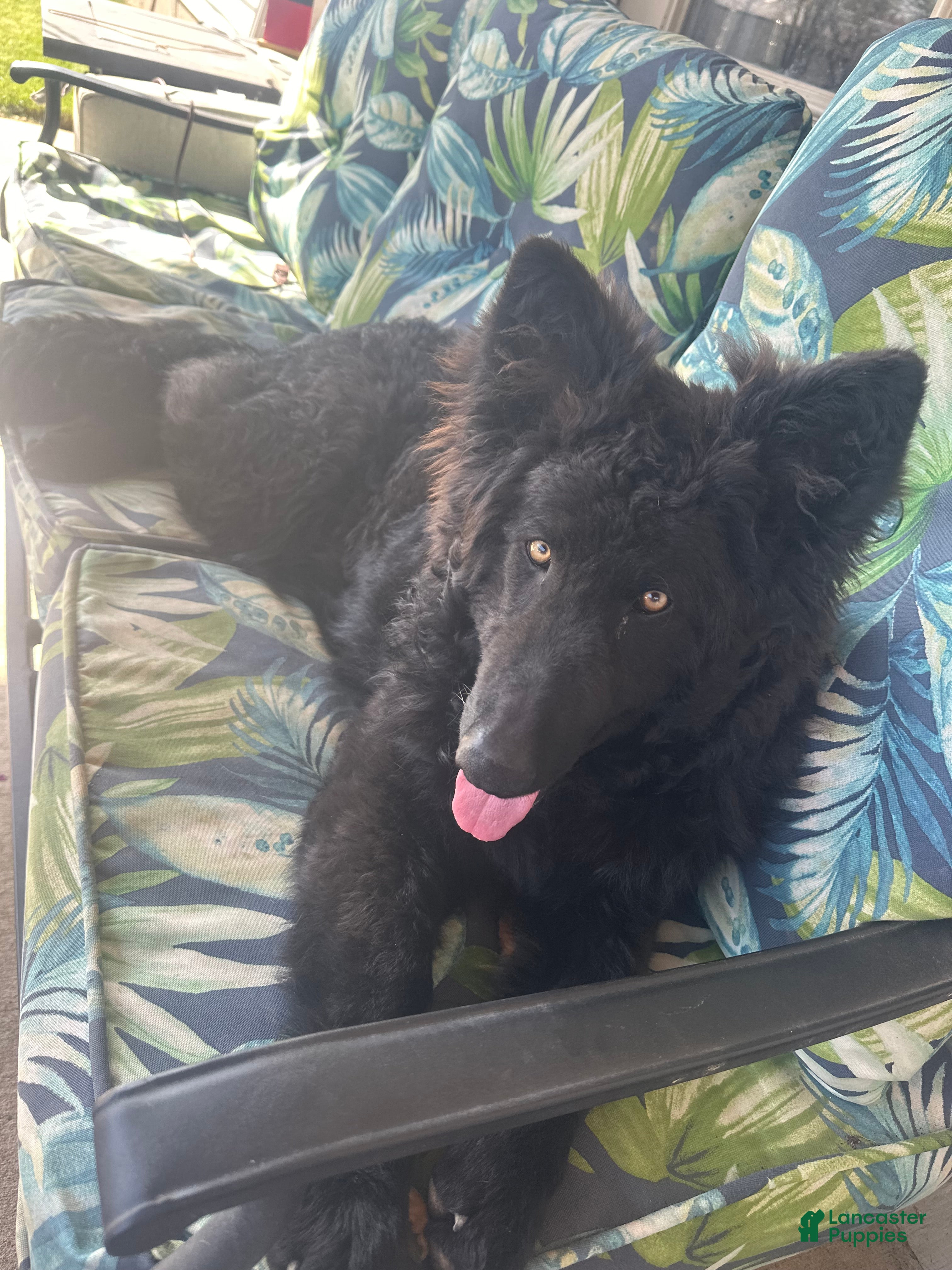 German Shepherd dogs German Shepherd 1 - Ad 2