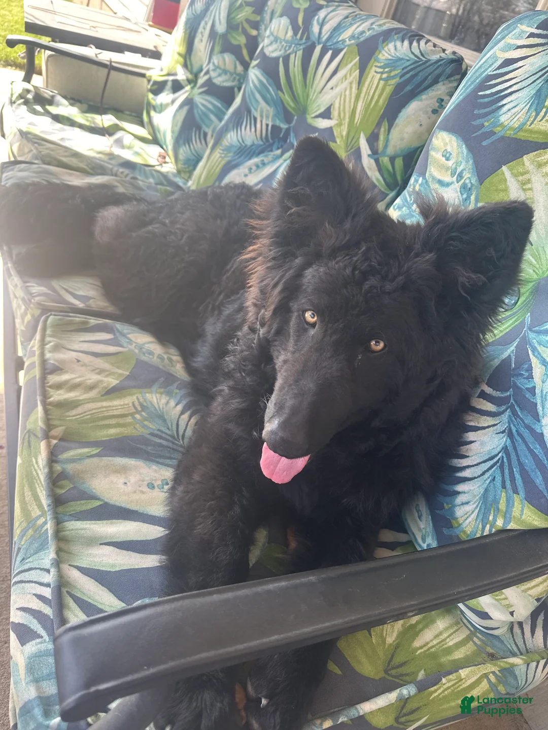 German Shepherd dogs for sale: German Shepherd 1 - Ad 2