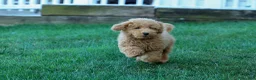 Mini Goldendoodle dogs for sale: MAX - Ad 14