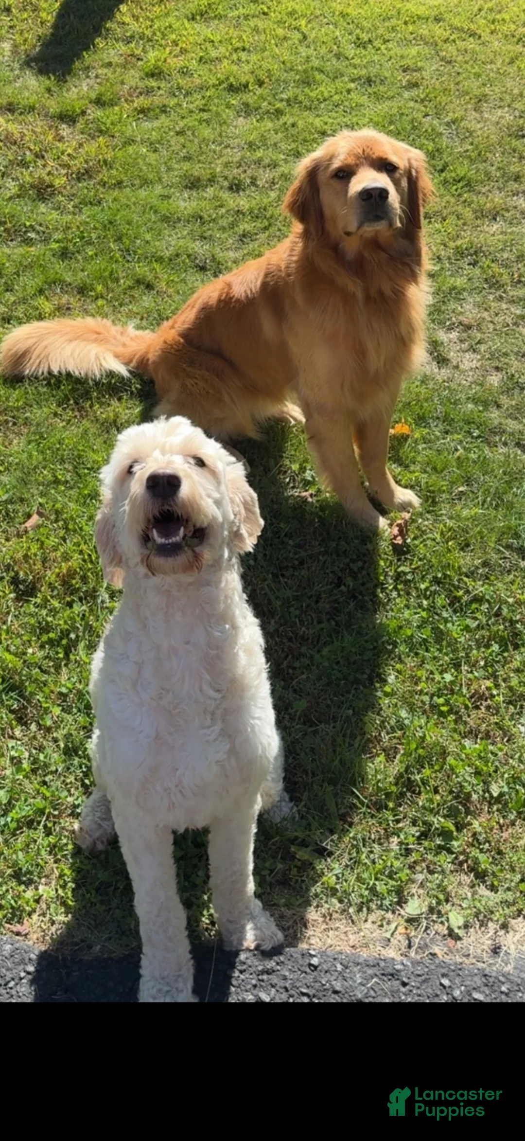 Goldendoodle dogs for sale: Mini  - Ad 2