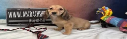 Miniature Dachshund dogs for sale: CReam boy - Ad 3