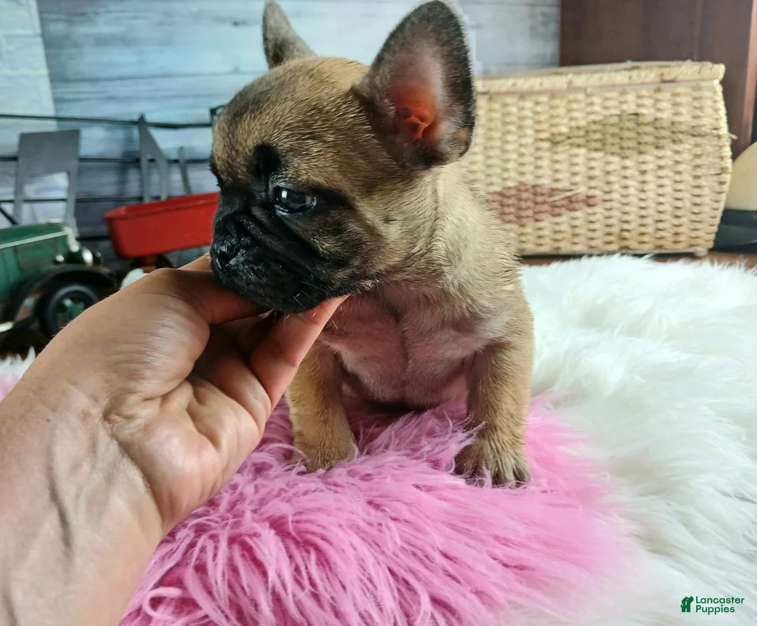 Gallery Image {{count}}