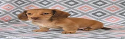 Dachshund dogs for sale: Pebbles - Ad 2