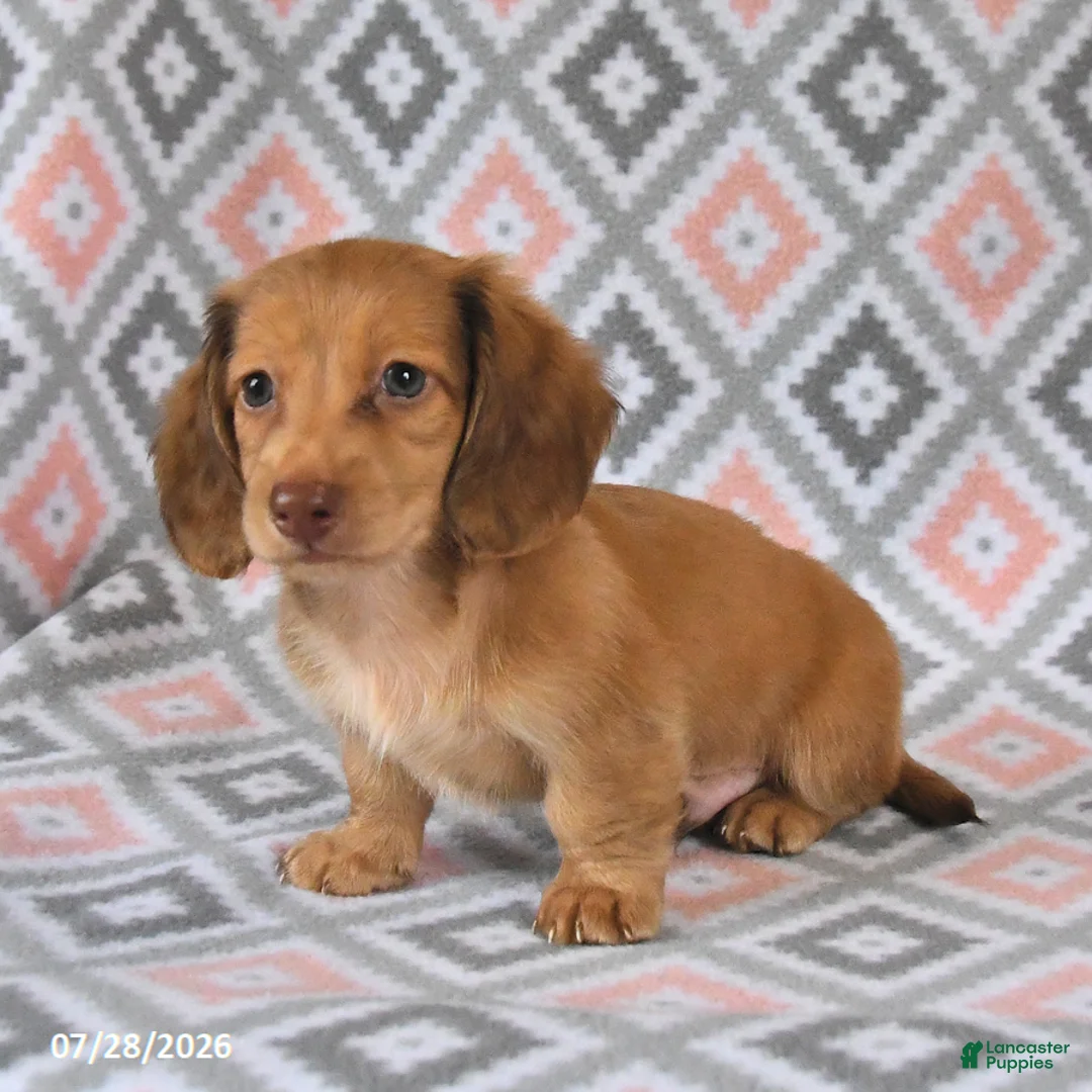 Dachshund dogs for sale: Pebbles - Ad 2