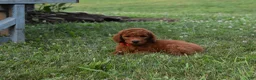 Standard Poodle dogs for sale: Bruno moyen - Ad 9