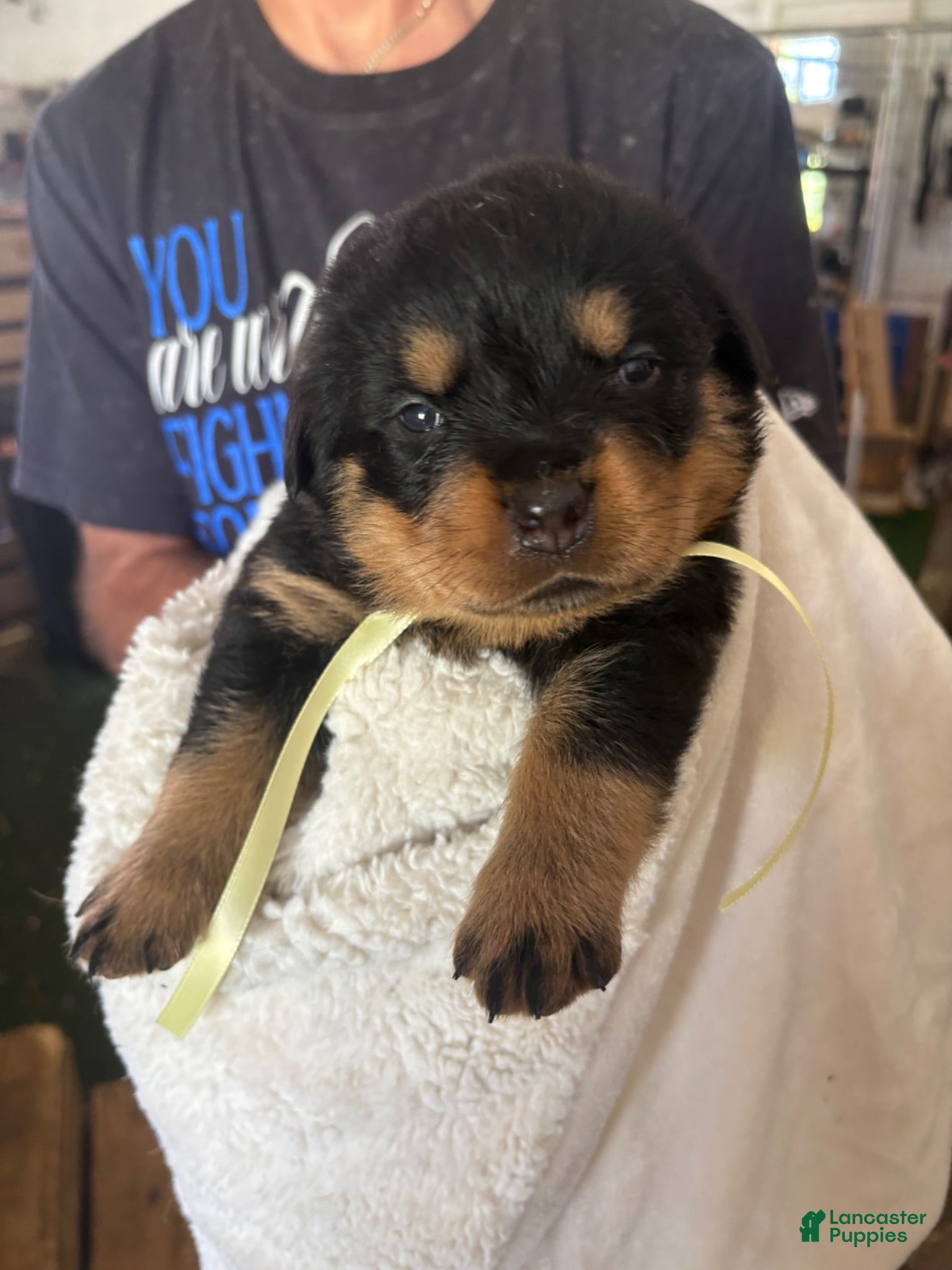 Rottweiler dogs Rottweiler 3 AKC REGISTERED - Ad 1