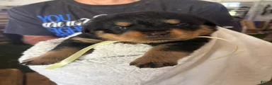 Rottweiler 3 AKC REGISTERED