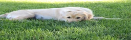 Golden Retriever dogs for sale: TRAINED Ben the Golden Retriever Puppy  - Ad 10