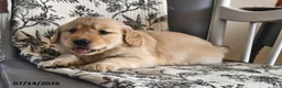 Mixed Breed dogs for sale: Tinker - Ad 4