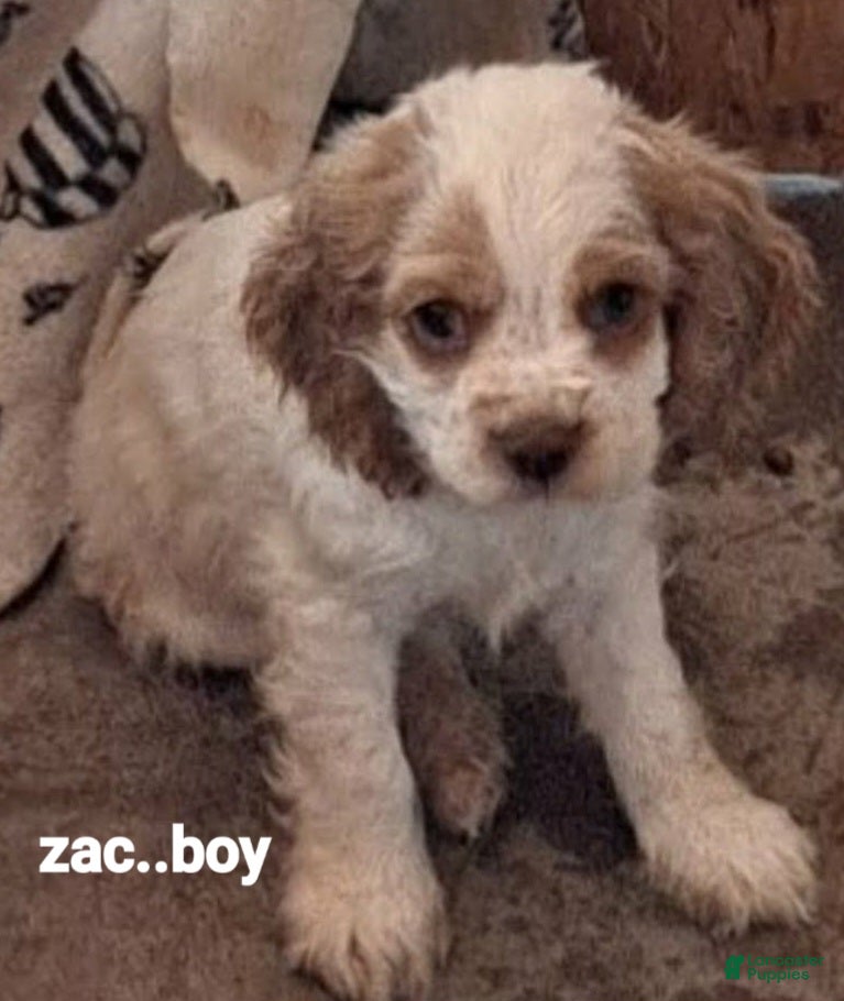 Cocker Spaniel dogs Freckles - Ad 2