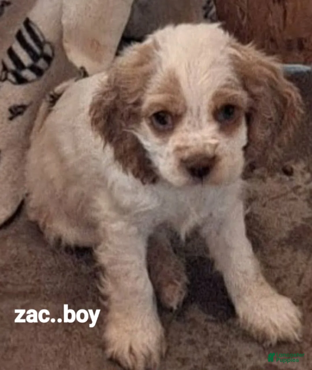 Cocker Spaniel dogs for sale: Freckles - Ad 2