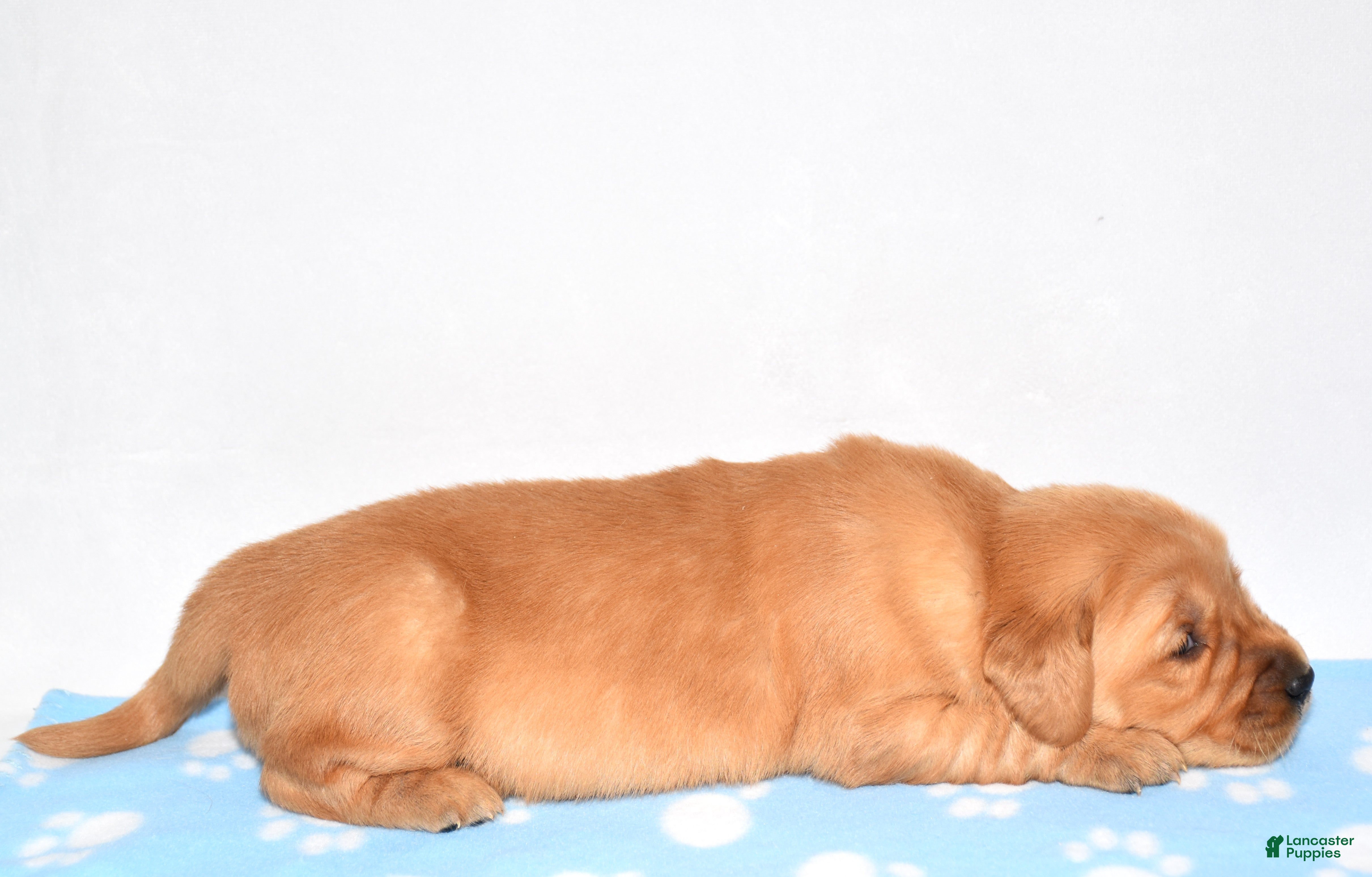 Golden Retriever dogs April - Ad 2