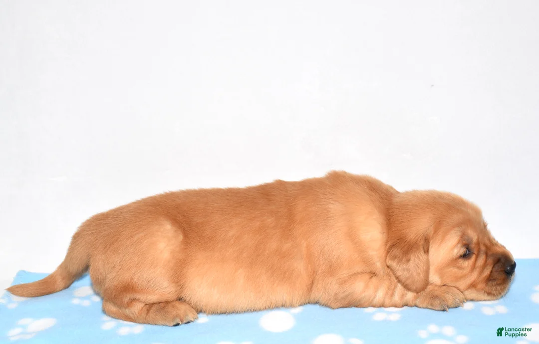 Golden Retriever dogs for sale: April - Ad 2