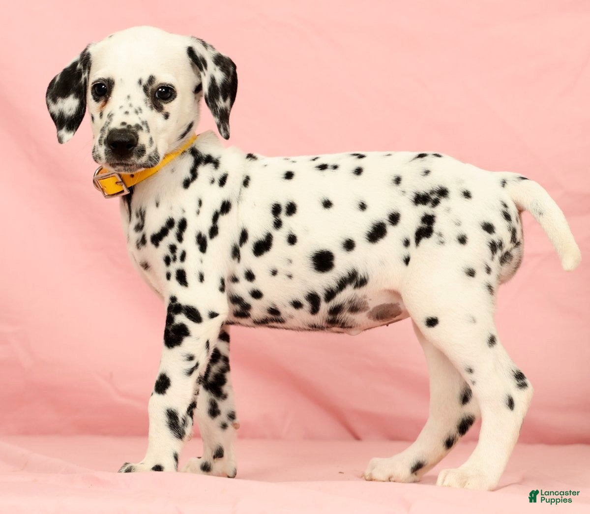 Dalmatian dogs Mandy - Ad 2