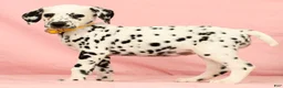 Dalmatian dogs for sale: Mandy - Ad 2