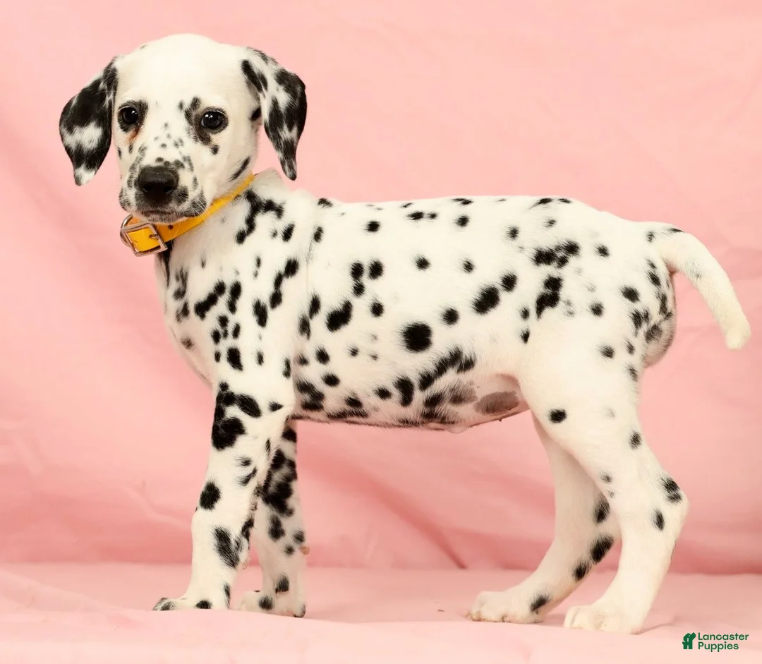 Dalmatian dogs for sale: Mandy - Ad 2