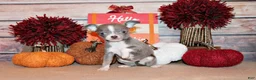 Chihuahua dogs for sale: Poppet - Ad 2