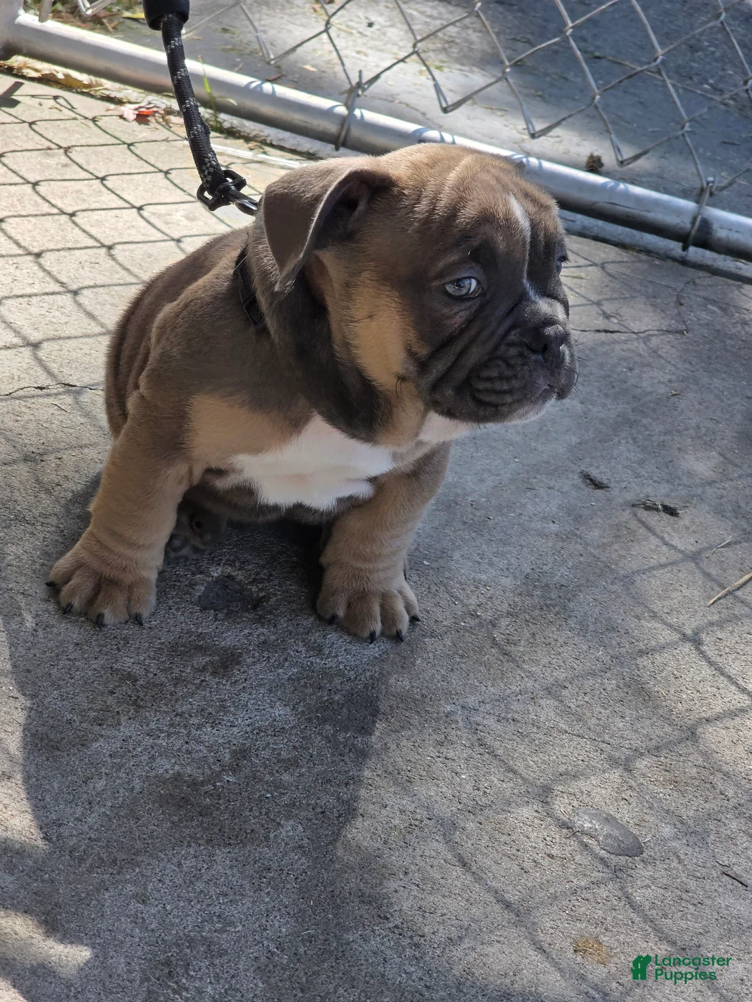 American Bully dogs for sale: American Bully 3 - Ad 2