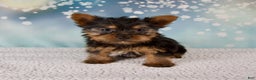 Yorkshire Terrier dogs for sale: Holly - Ad 1