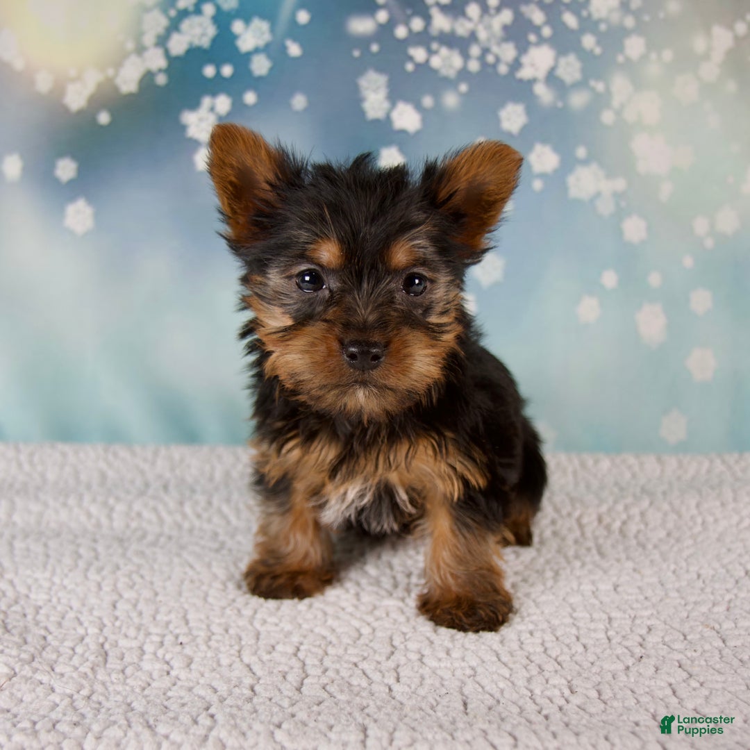 Yorkshire Terrier dogs for sale: Holly - Ad 1