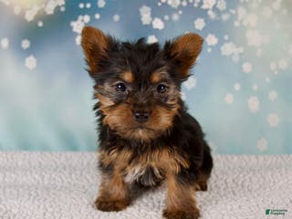 Yorkshire Terrier dogs Holly - Ad 15