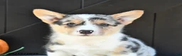 Welsh Corgi Pembroke dogs for sale: Ginger - Ad 3