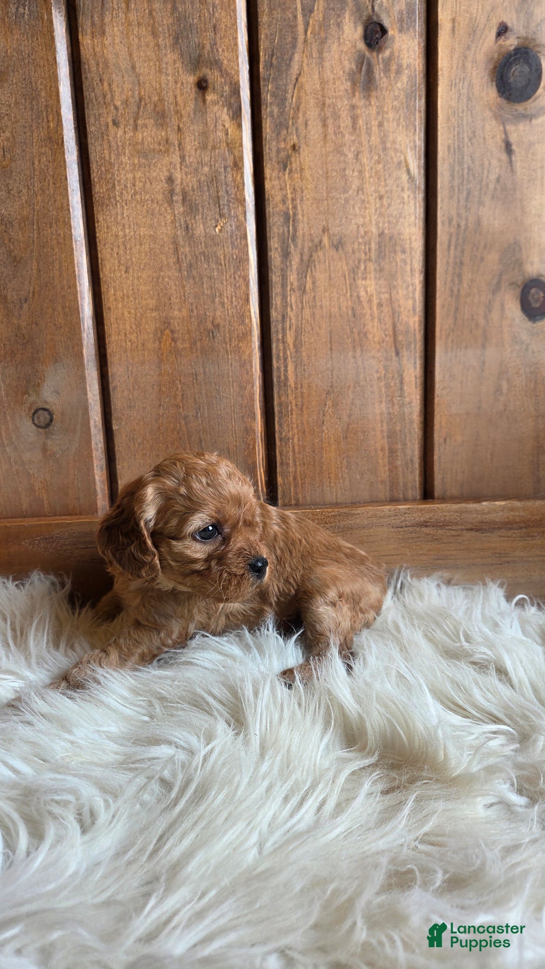 Cavapoo dogs for sale: Nova - Ad 5