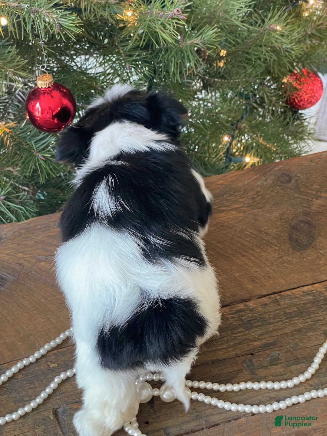 Mixed Breed dogs for sale: Baily - Ad 8