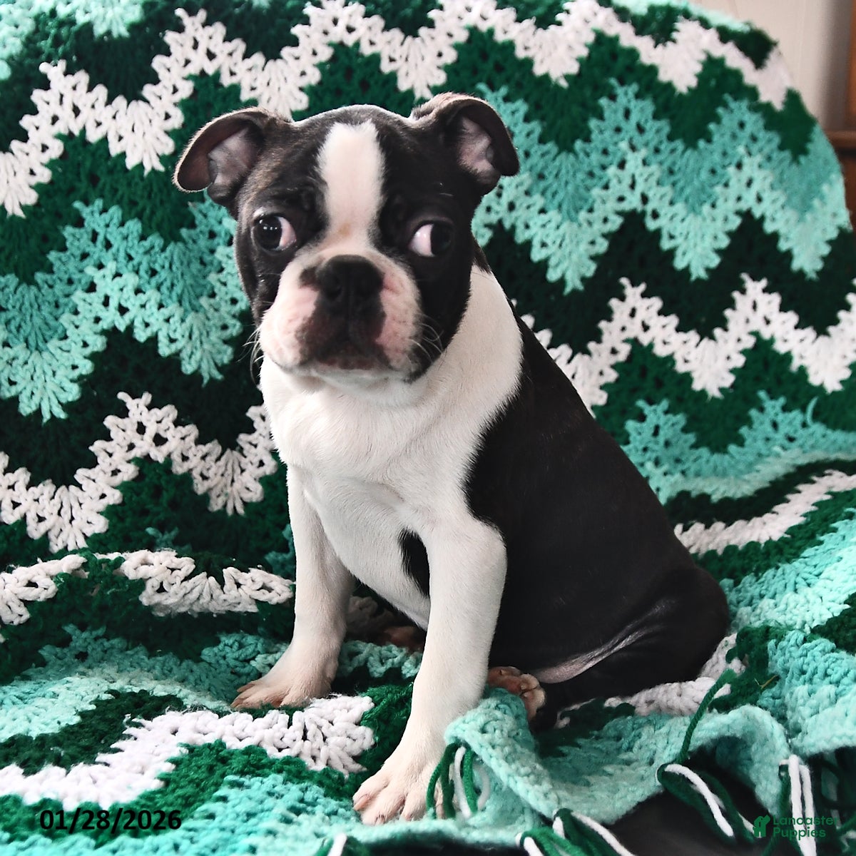 Boston Terrier dogs for sale: Jack  - Ad 1