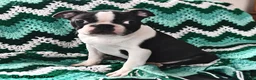 Boston Terrier dogs for sale: Jack  - Ad 1