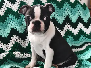 Boston Terrier dogs for sale: Jack - Ad 1