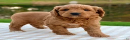 Goldendoodle dogs for sale: Cider-mini  - Ad 5