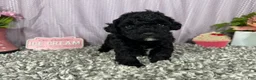 Miniature Poodle dogs for sale: Miniature Poodle 3 - Ad 5