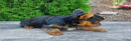Yorkshire Terrier dogs for sale: Myles - Ad 3