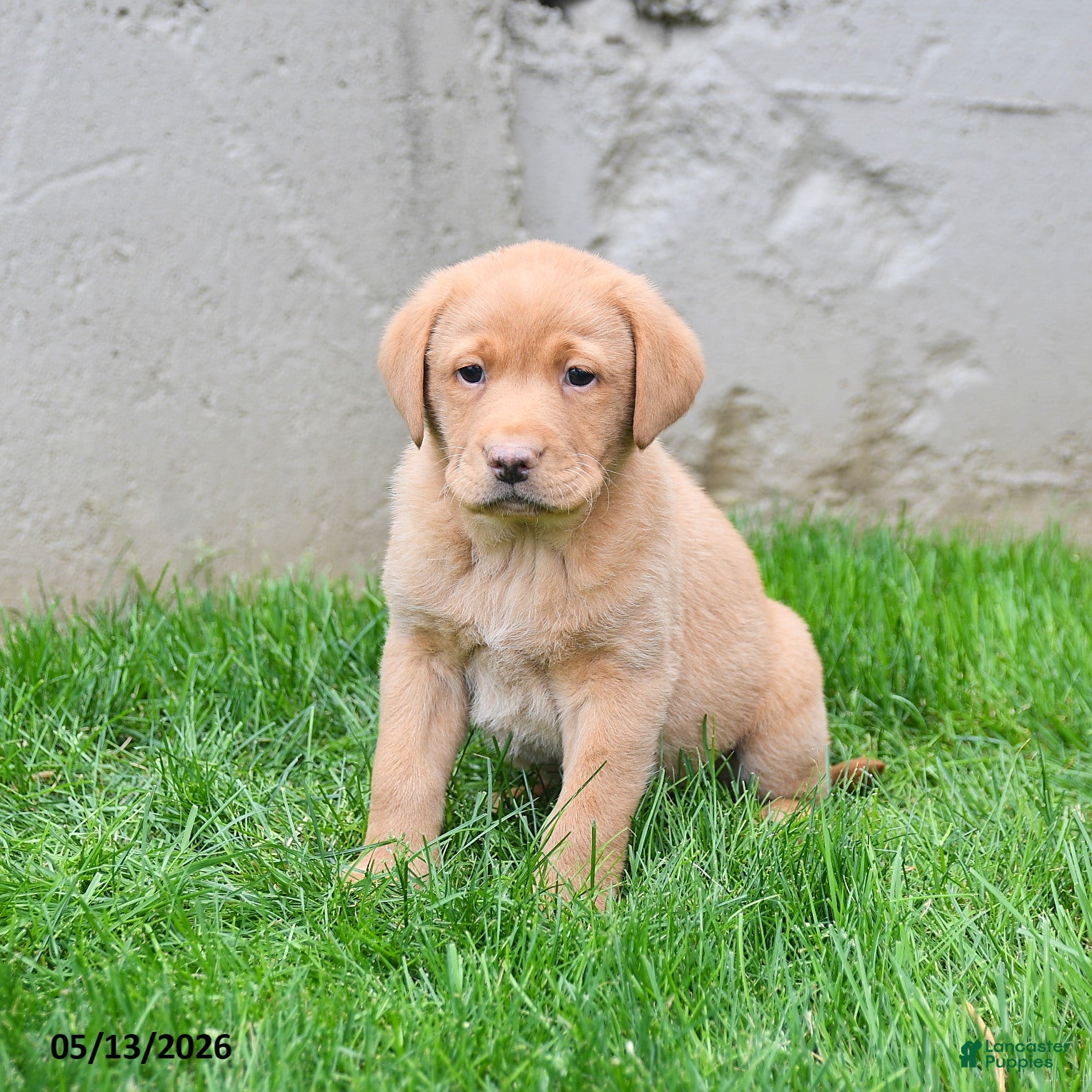 Labrador Retriever dogs Elton - Ad 1